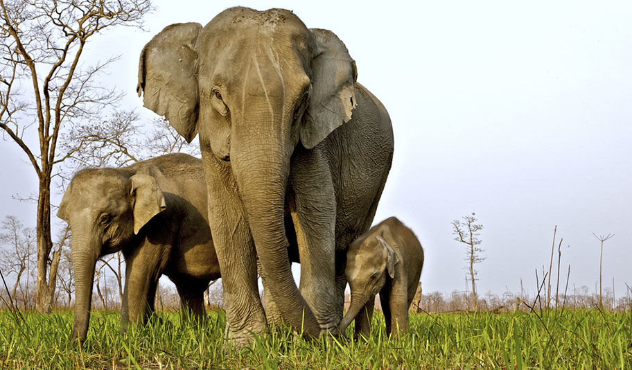 Indische Elefanten Nationalpark Reisen