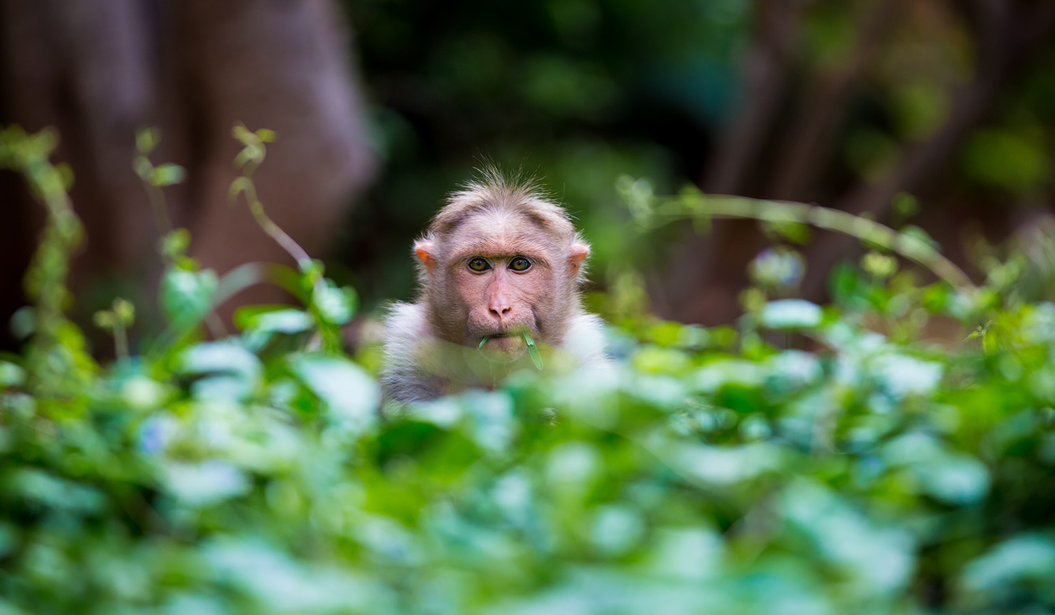Indien Rundreise zu den Nationalparks mit Affen