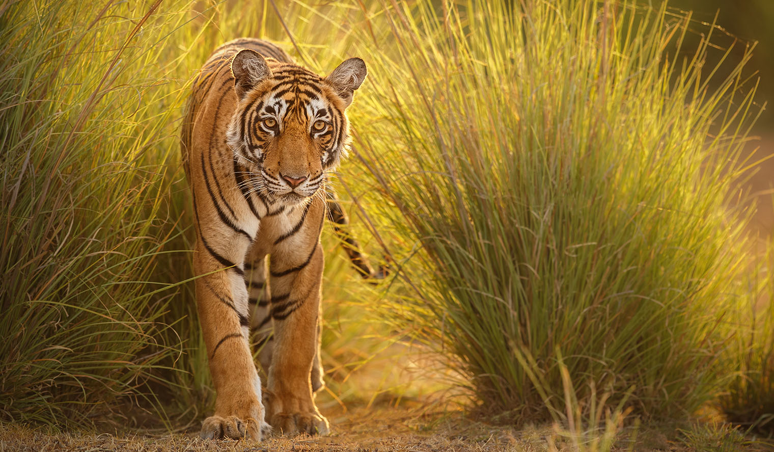 Bengalischer Tiger Nationalpark Rundreisen Indien
