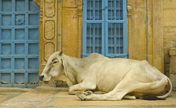 Udaipur