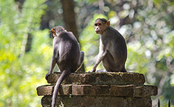 Kumarakom
