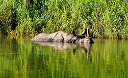 Chitwan Nationalpark