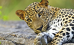 Chitwan Nationalpark