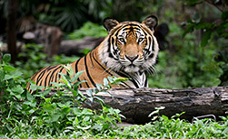 Chitwan Nationalpark