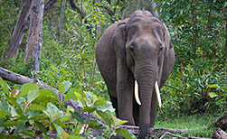 Nagarhole NP