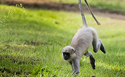 Nagarhole NP