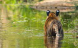 Nagarhole NP