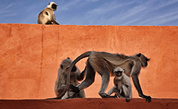 Jaipur