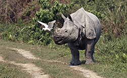 Kaziranga NP