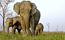 Kaziranga NP