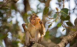 Kaziranga NP