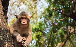 Sariska NP