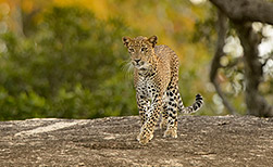 Sariska NP