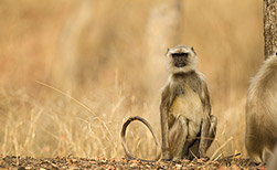 Pench NP