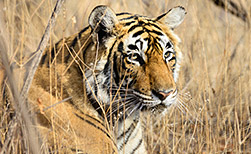 Pench NP