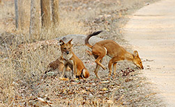 Pench NP