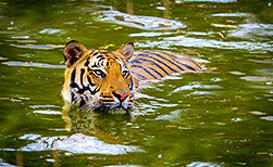 Corbett NP