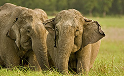Corbett NP