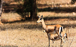 Kanha NP