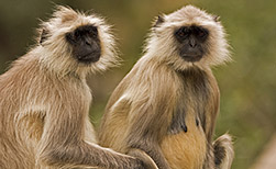 Ranthambore NP