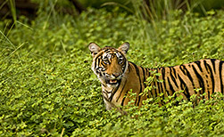 Ranthambore NP