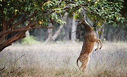Ranthambore NP