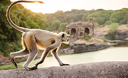 Bandhavgarh NP