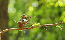 Corbett NP