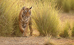 Bandhavgarh NP