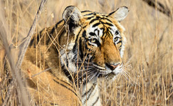 Kanha NP
