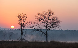 Kanha NP