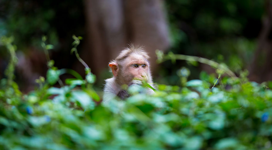 Affen in Indiens Nationalparks Indien Rundreise zu den Nationalparks mit Affen