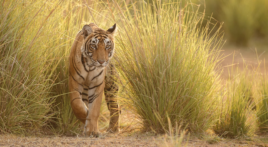 Nationalpark Rundreise Indien Bengalischer Tiger Nationalpark Rundreisen Indien
