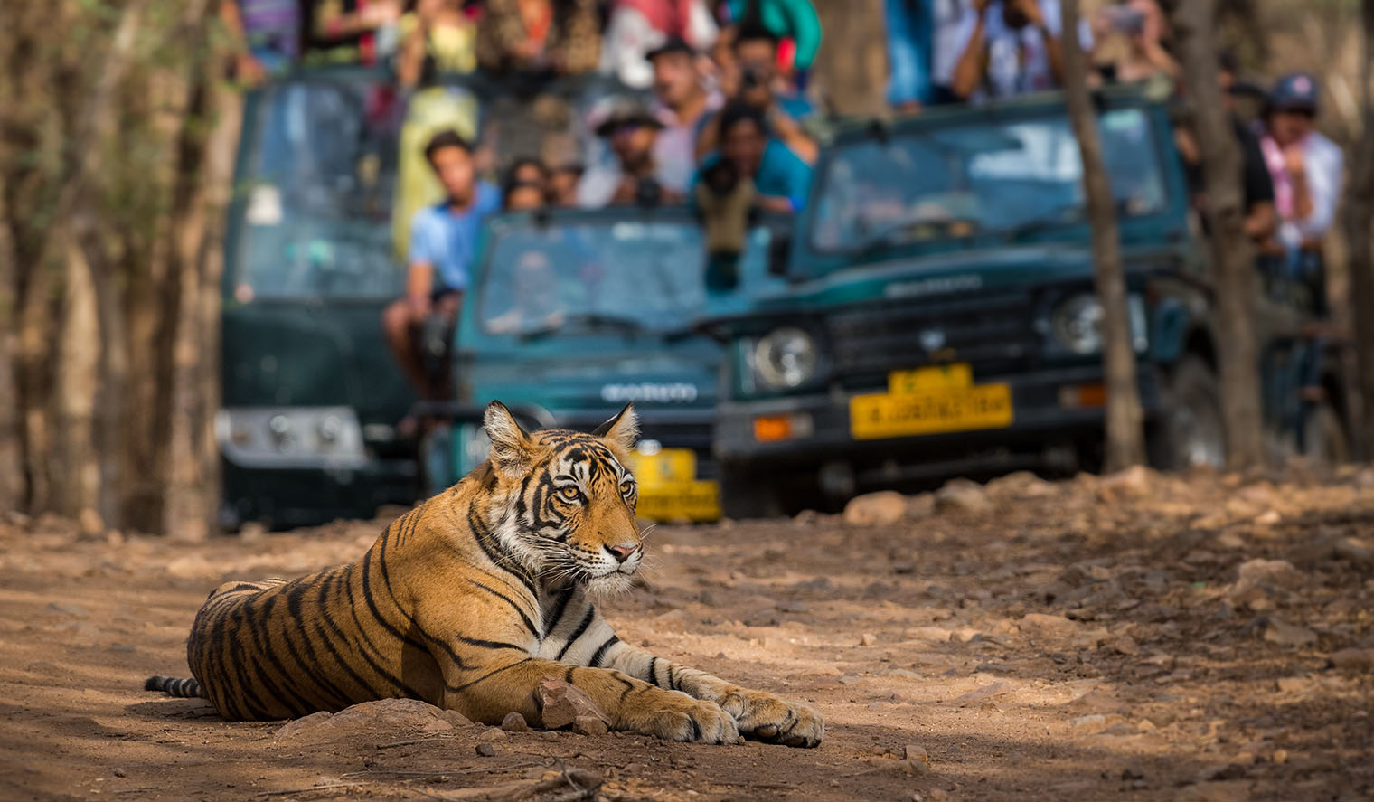 Tiger Indien Nationalpark