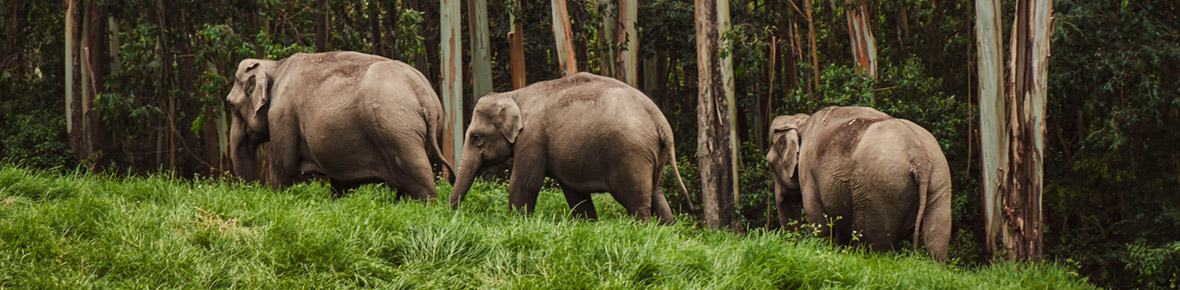 Hotels Thekkady